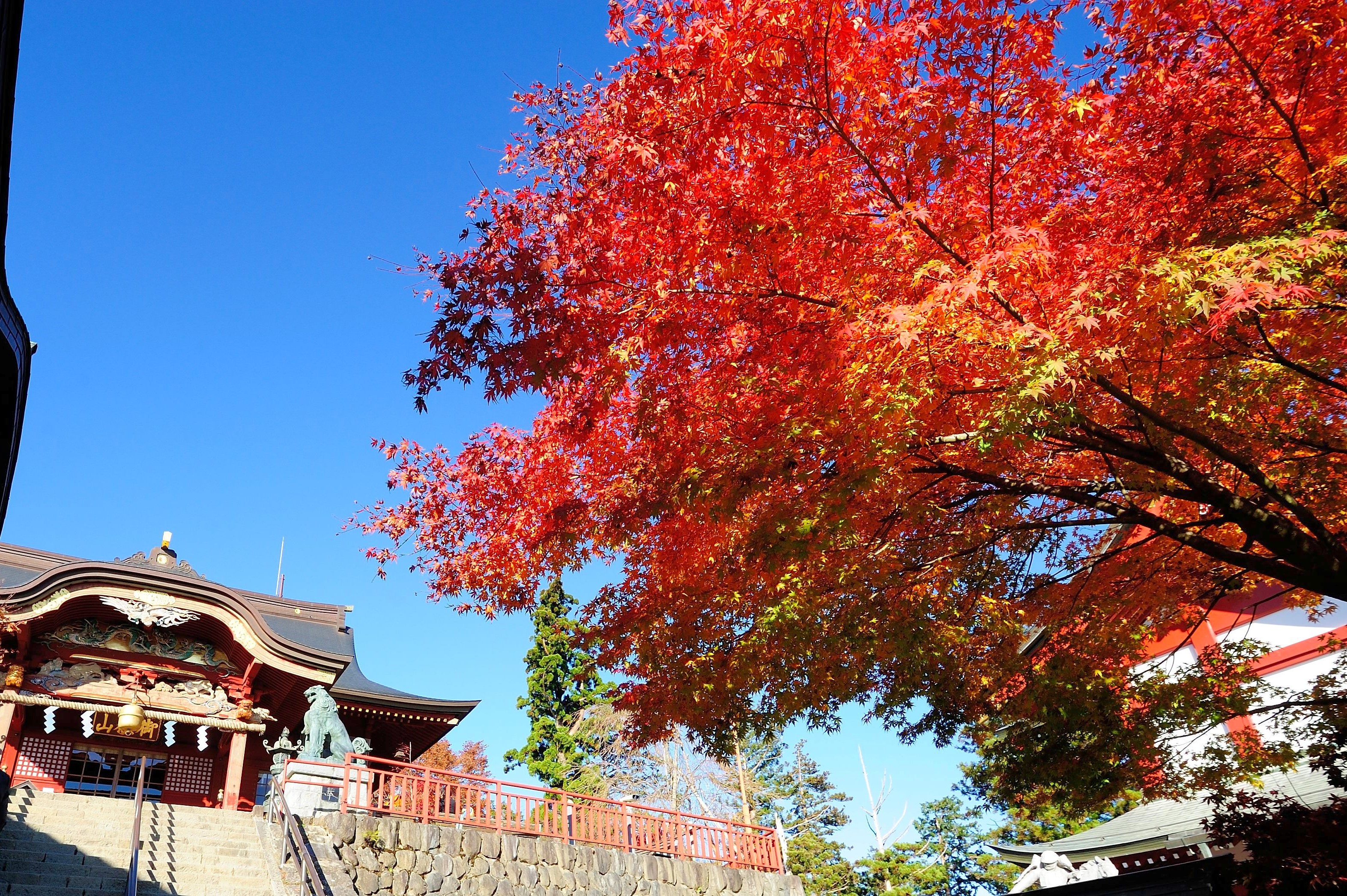 紅葉特集 おうめ観光ガイド 紅葉特集 おうめ観光ガイド