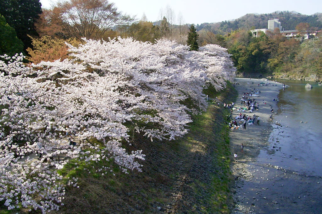 西多摩エリア／青梅市／釜の淵公園／BBQ／配達／バーベキューレンタル／東京／桜並木