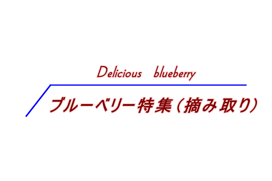 ブルーベリー特集（摘み取り）